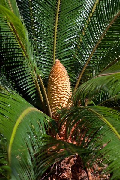 Usine de palmiers de Sago — Photo