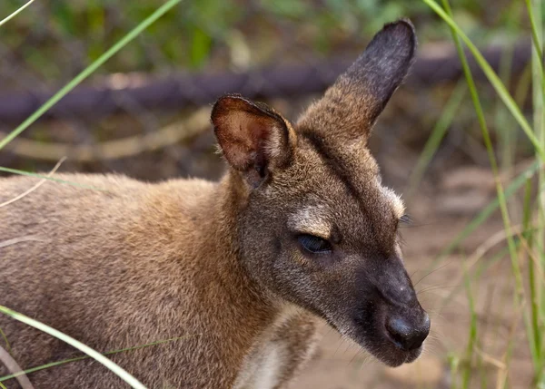 Czerwony kangur — Zdjęcie stockowe