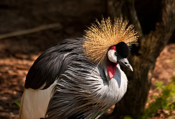 East African Crowned Crane — Stock Photo, Image