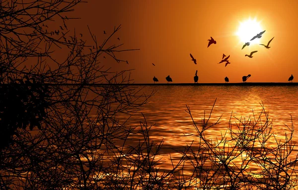 尼罗河和鸟 — 图库照片