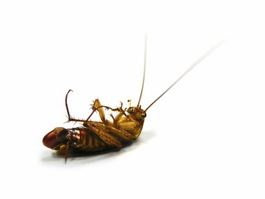 Dead Cockroachs clipart