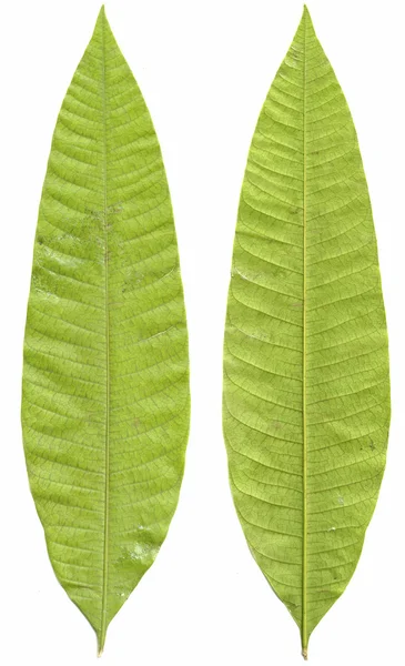 Stock image Mango Leaves