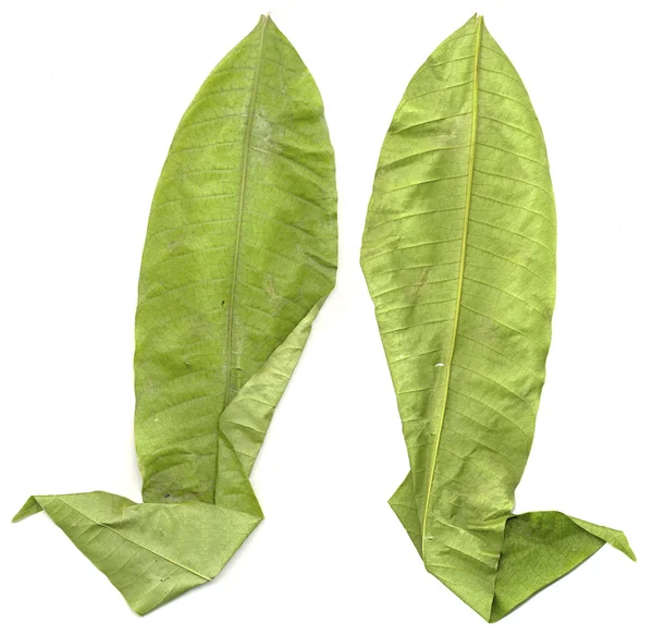 Mango Leaves — Stock Photo, Image