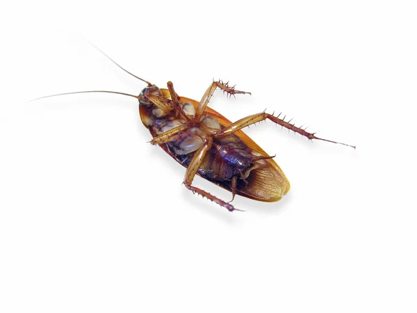 死んだ cockroachs — ストック写真