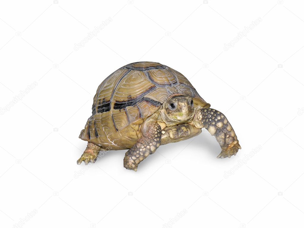 Turtle walking