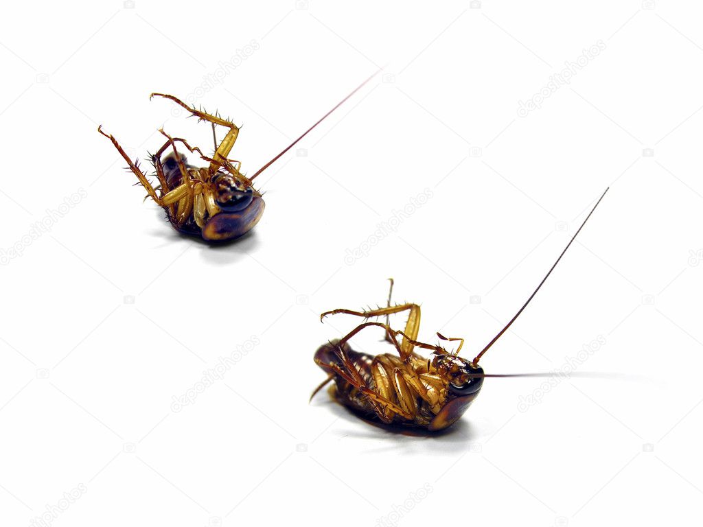 Dead Cockroachs