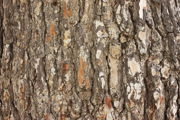 Bark of the tree — Stock Photo, Image