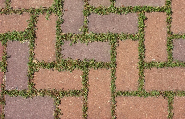 Grass growing through the bricks — Stock Photo, Image
