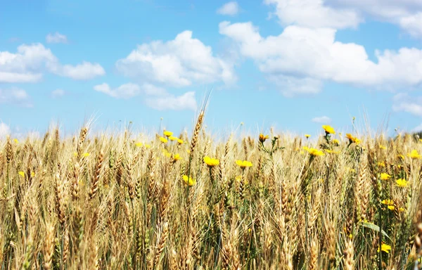 Поле і житом — стокове фото