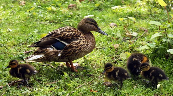 stock image Duck with ducklings