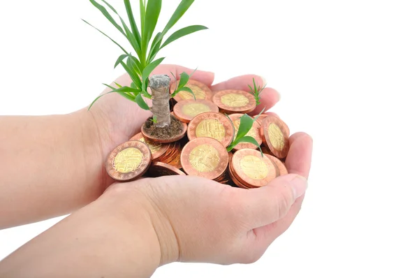 Hand en munten met plant — Stockfoto