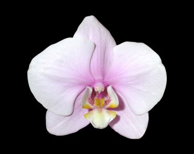 White orchid clipart