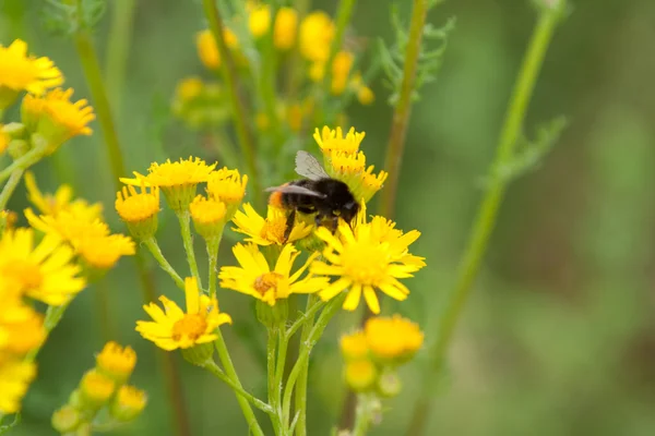 花で蜂をしくじる — ストック写真
