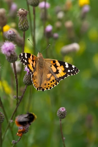 stock image Butterfly on the flowers in the grass