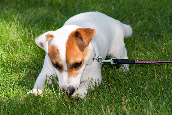 stock image Jack Russell Terrier