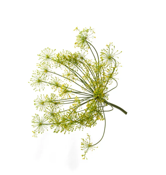 stock image Dill