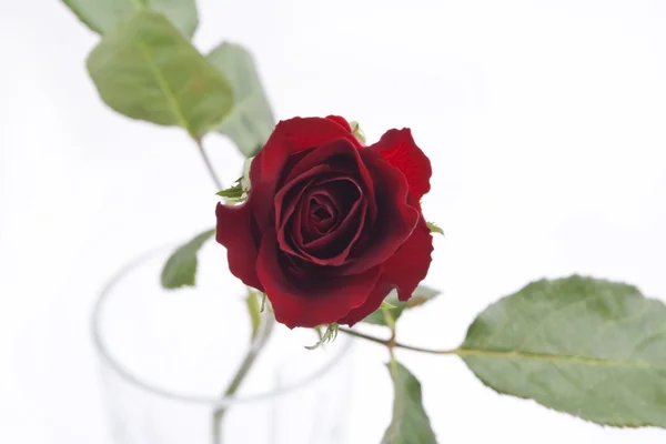Izolované červená růže — Stock fotografie