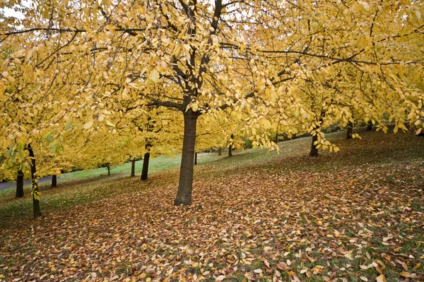 布拉格的秋天 — 图库照片