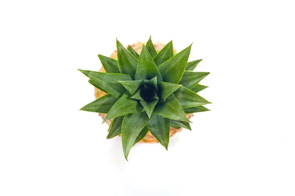 Pineapple Isolated on White — Stock Photo, Image