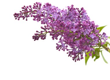 Branch of lilac clipart