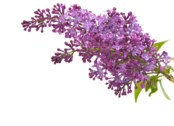 stock image Branch of lilac