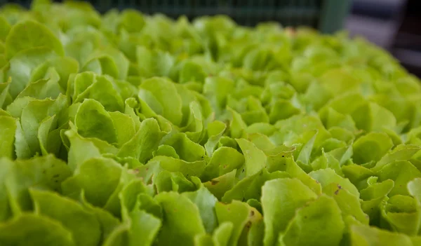 stock image Background of lettuce seedlings cluster well