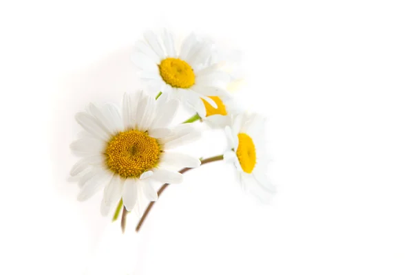 Fleurs de camomille sur fond blanc — Photo