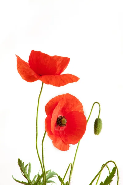 两个漂亮的红色罂粟花 图库图片