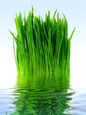 Green grass in the blue water clipart