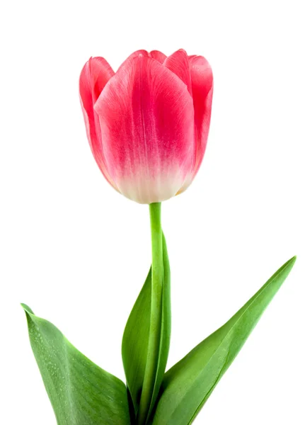 Schöne rosa Tulpe isoliert auf weiß — Stockfoto