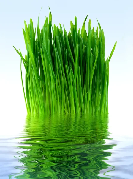 蓝色的水中的绿草 — 图库照片