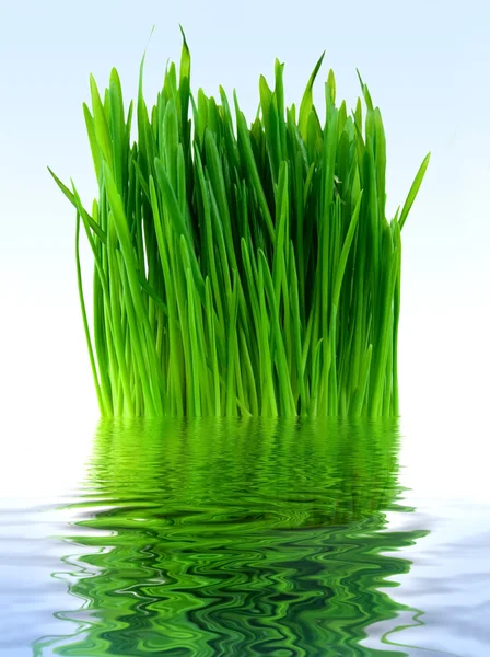 stock image Green grass in the blue water