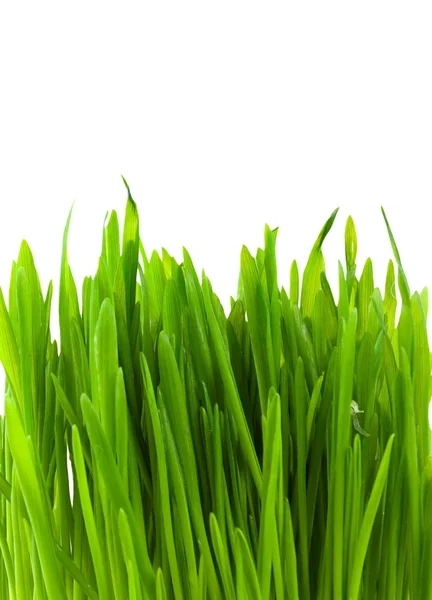 Hierba verde pratal — Foto de Stock