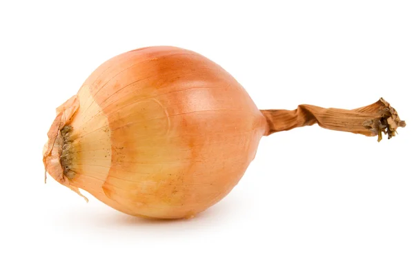 Onion isolated — Stock Photo, Image