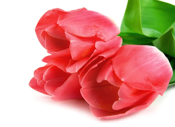 Drei schöne rosa Tulpen isoliert — Stockfoto