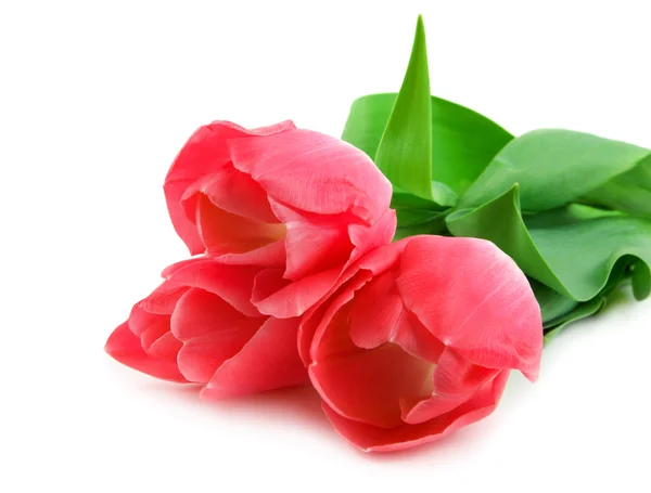 Trzy piękne różowe tulipany — Zdjęcie stockowe