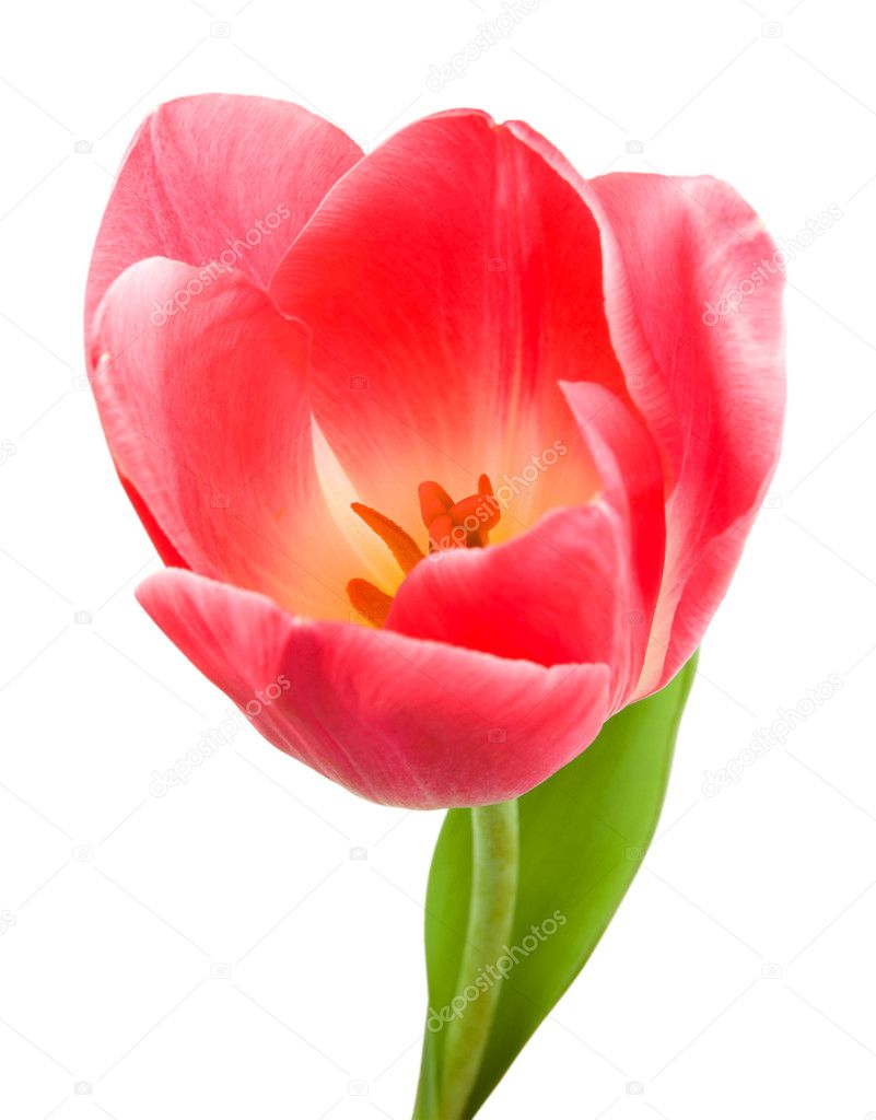 Beautiful pink tulip isolated