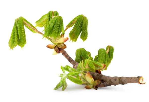 Branch of chestnut — Stock Photo, Image