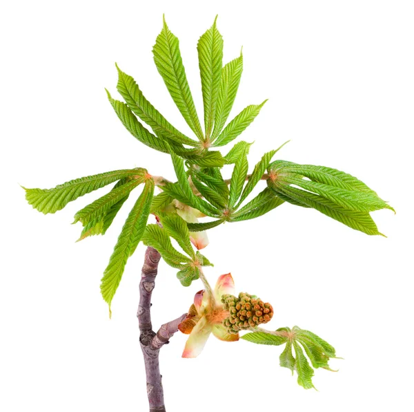 Spring chestnut — Zdjęcie stockowe