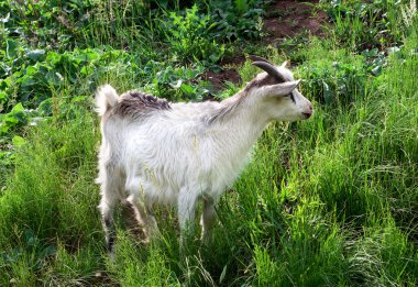 Keçi otlatma