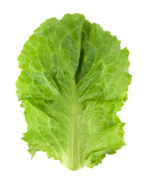 Свіжий зелений салат ізольований — стокове фото
