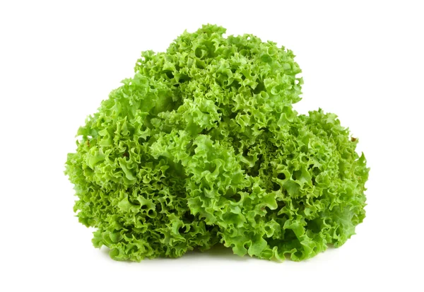 Bush lettuce isolated — Stock Photo, Image