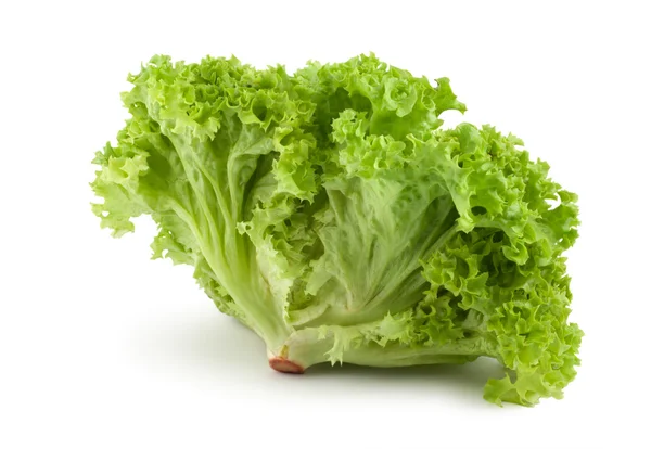 Bush lettuce — Stock Photo, Image