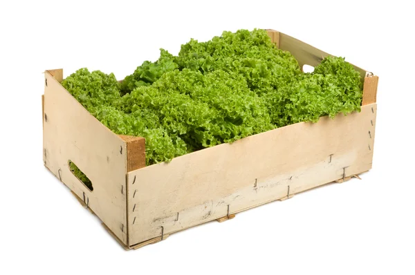 Lettuce in a — Stock Photo, Image