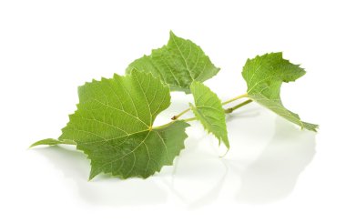 Grape leaves clipart