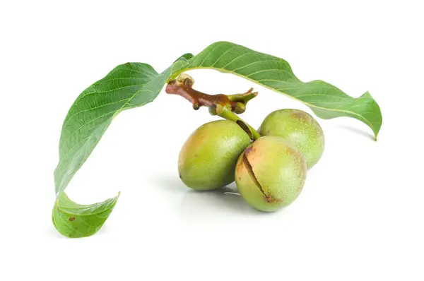 Větve ořechu izolovaných na bílém — Stock fotografie