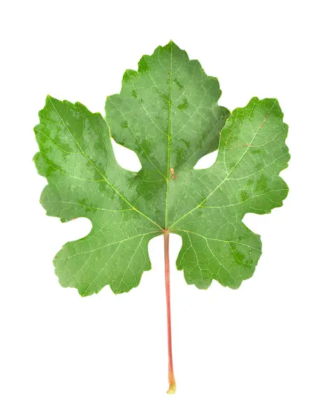 포도 잎 흰색 절연 — 스톡 사진