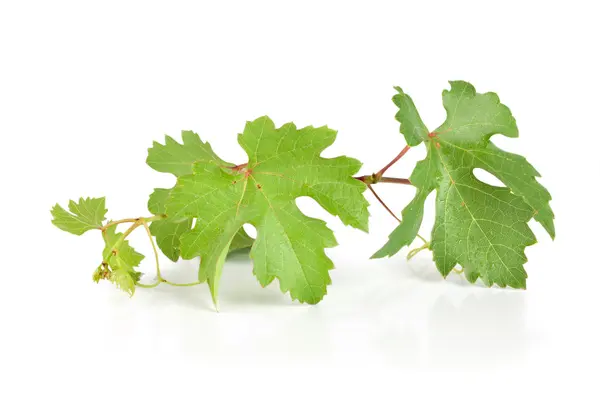 Foglie d'uva isolate — Foto Stock
