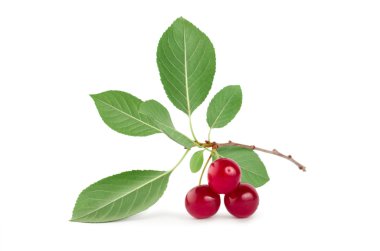 Three ripe cherries isolated clipart