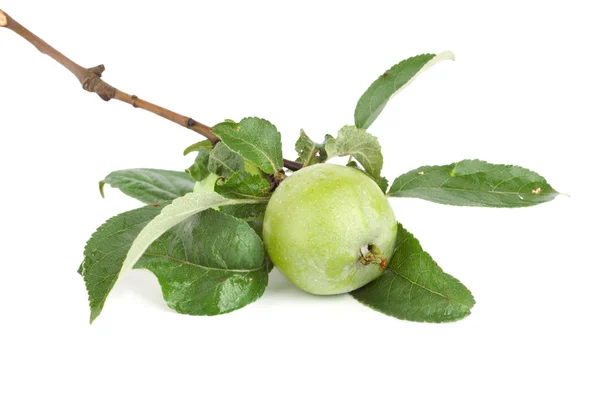 Ramo de maçã — Fotografia de Stock